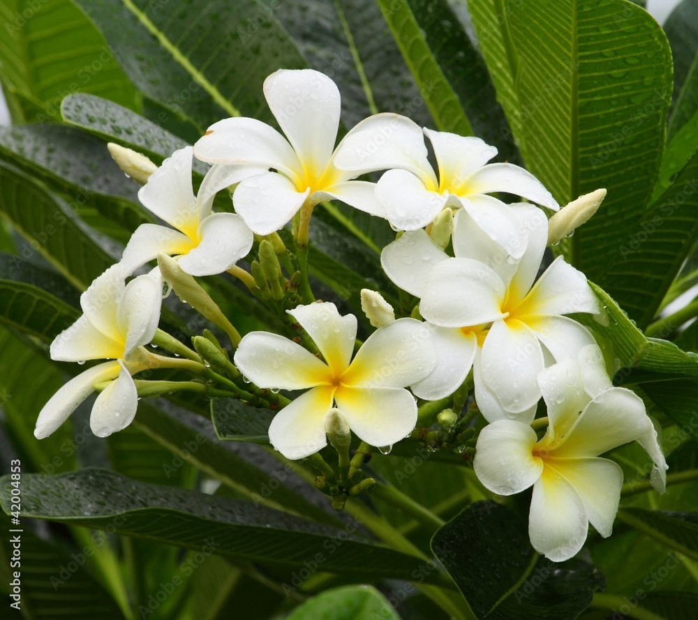 White  plumeria flowers
