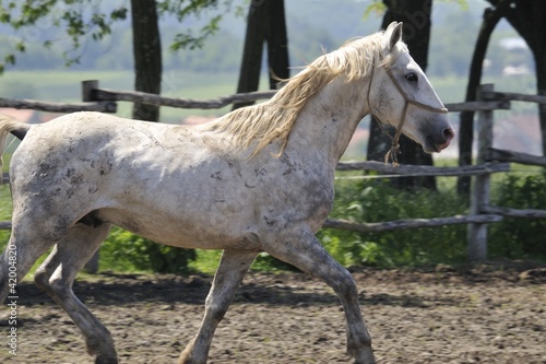 Lipizzaner stallion at the trot