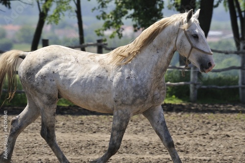 Lipizzaner stallion at the trot © Croato