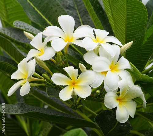 White  plumeria flowers