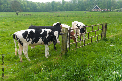frisian cows