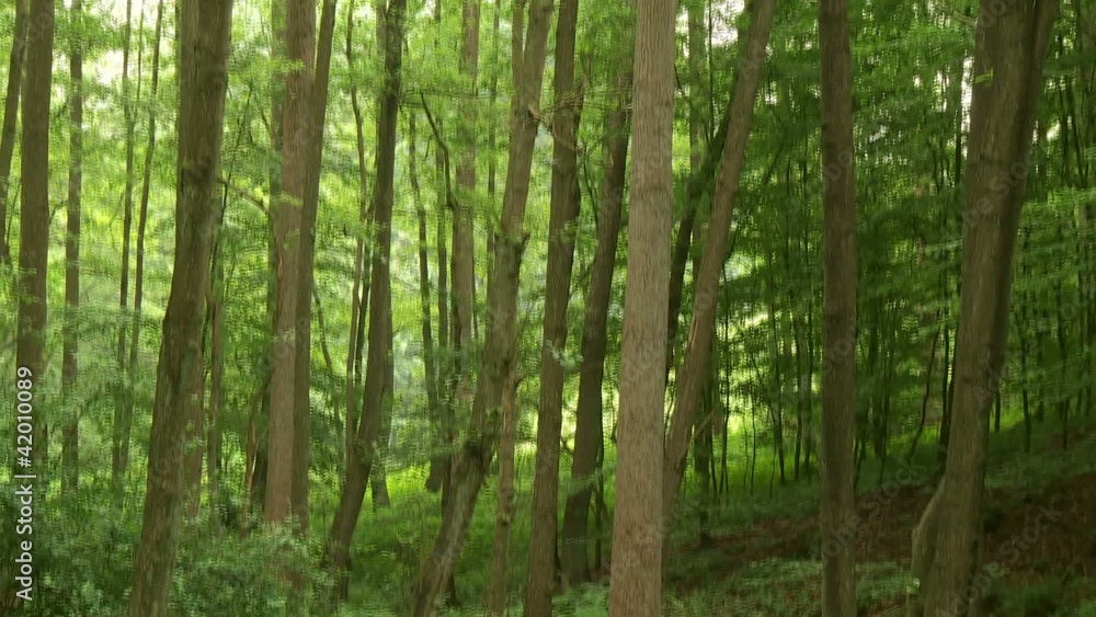 Wald Wald