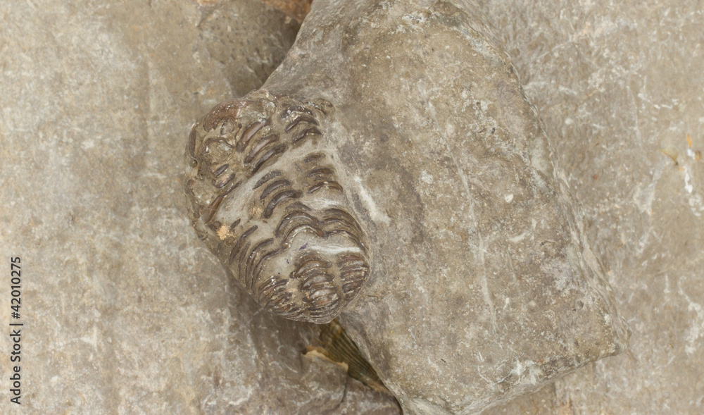 Naklejka premium Trilobite fossil