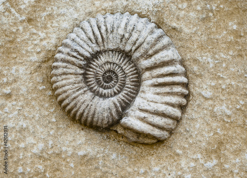 Ammonite fossil in rough stone
