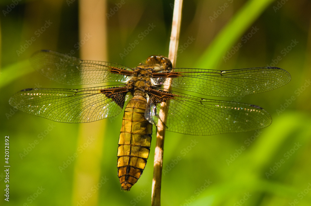 Libellula depressa Libellula depressa