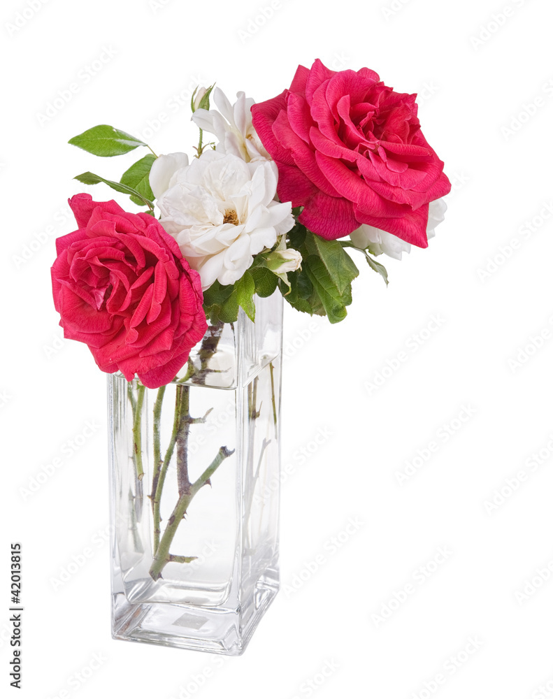 garden roses garden roses