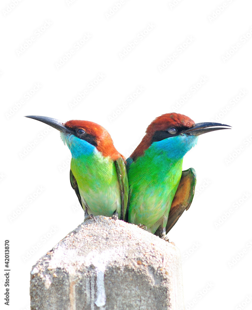 Obraz premium Bee eater bird (Blue throated Bee eater) isolated