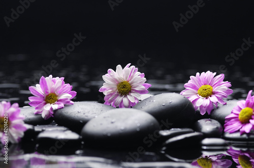 Set of gerbera flower on zen pebbles