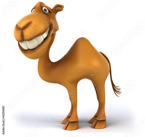 Fun camel photo