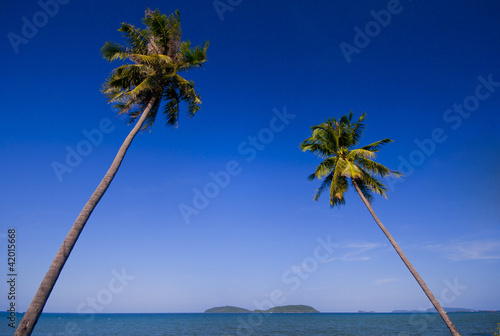 Palm Tree on Beach, Thailand