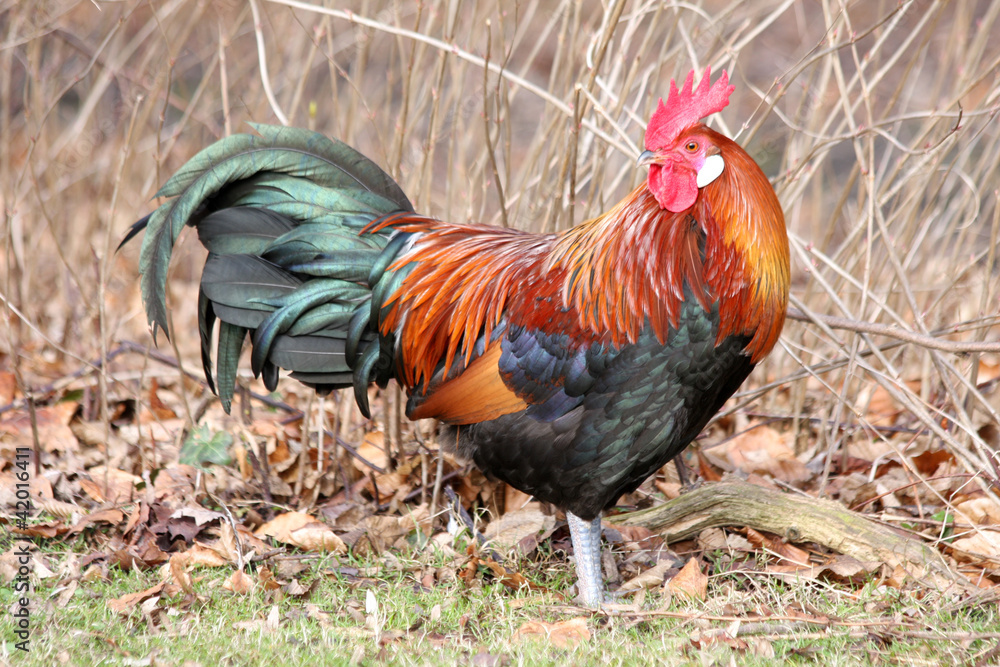 Rooster Rooster