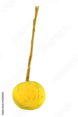 Single yellow santol fresh fruit isolate