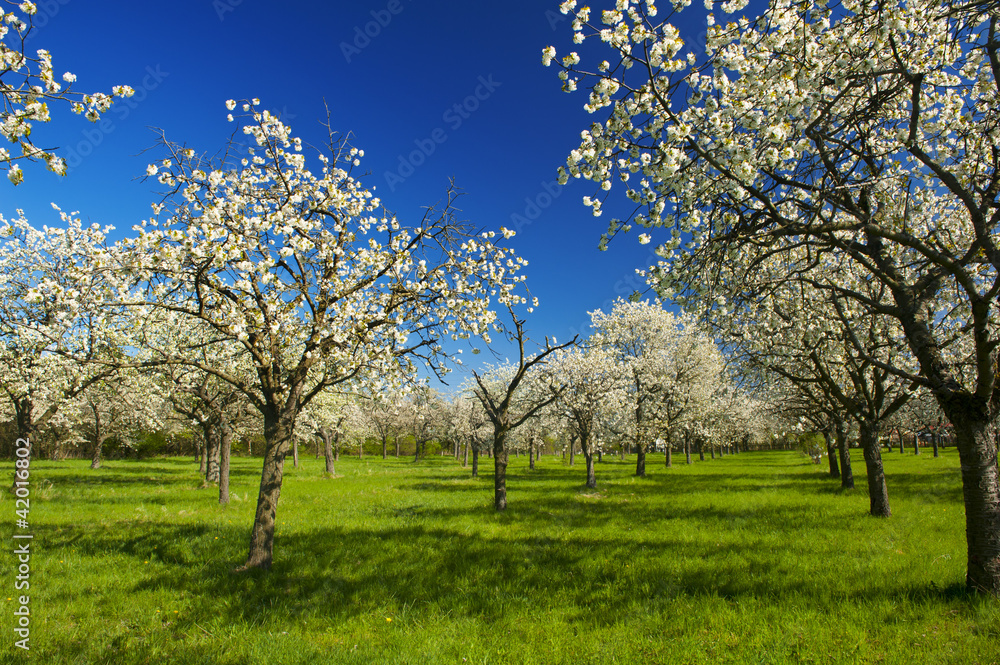 Naklejka premium Apple groove