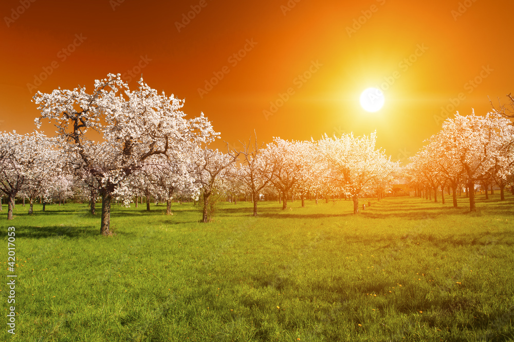 Fototapeta premium Sunset over the grove