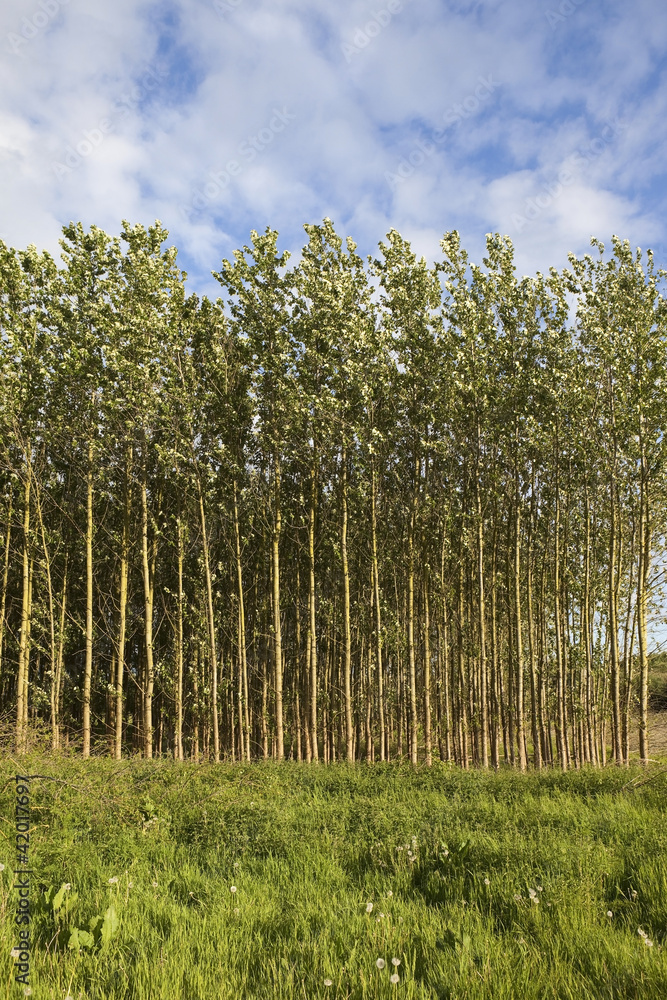 summer poplar plantation summer poplar plantation
