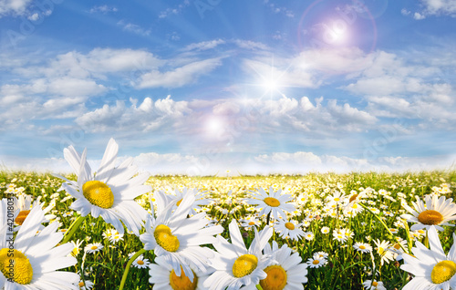 Springtime: field of daisy flowers with blue sky and clouds photo