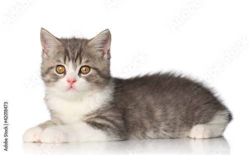 Scottish shorthair kitten on white background