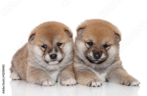 Shiba Inu puppies on white background