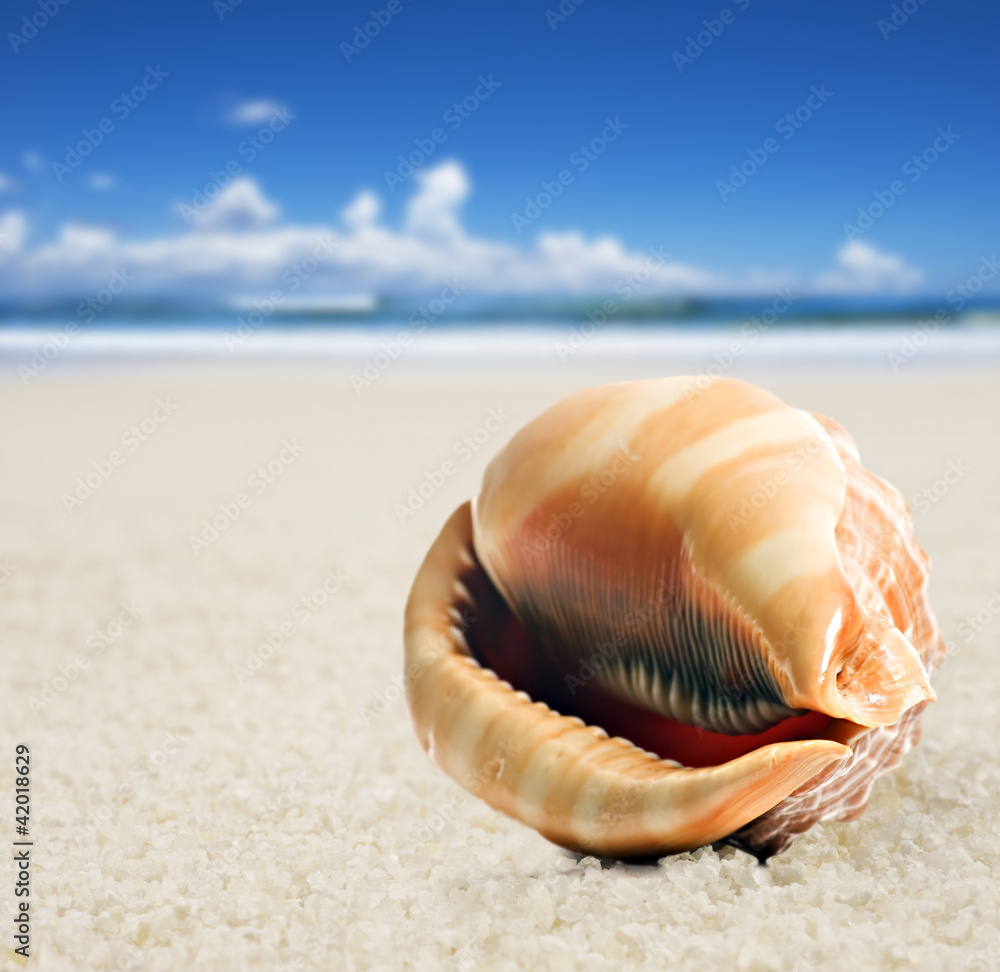 a Beautiful perfectly shaped sea shell on the sandy beach a Beautiful perfectly shaped sea shell on the sandy beach