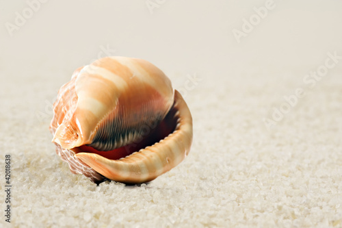 a Beautiful perfectly shaped sea shell on the sandy beach
