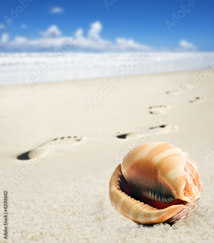 Sea shell and foot prints on a sandy beach © MartesiaBezuidenhout