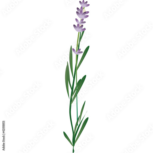 lavanda