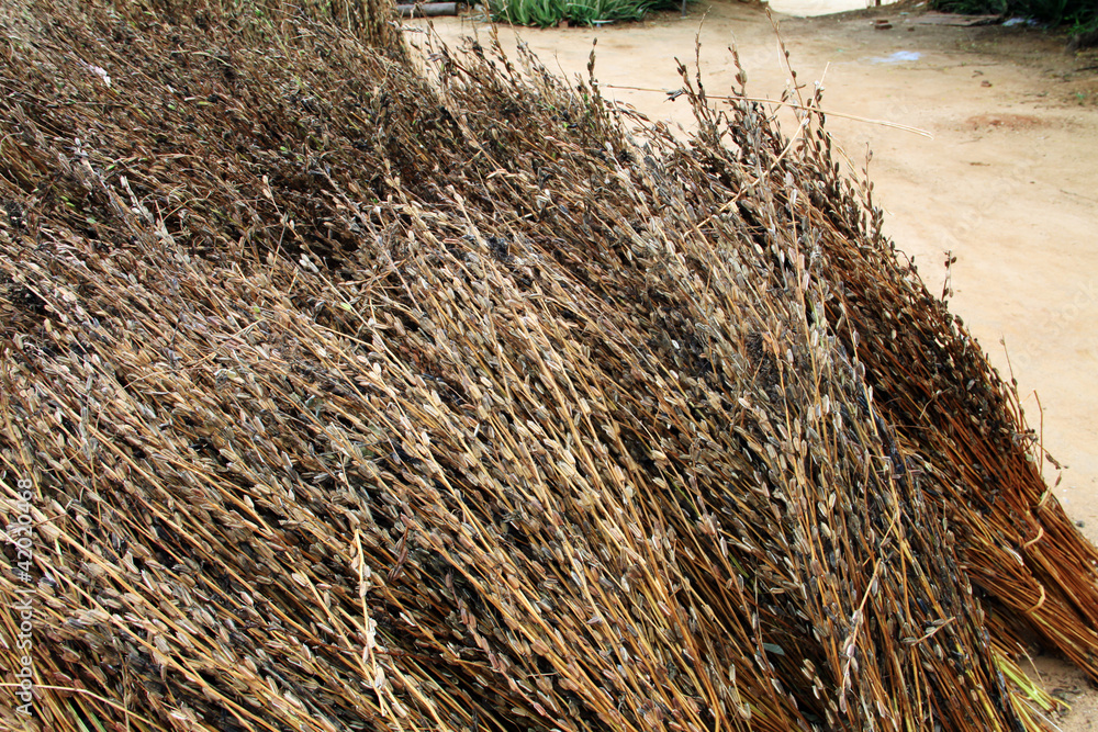 Fototapeta premium dried rice plants, myanmar