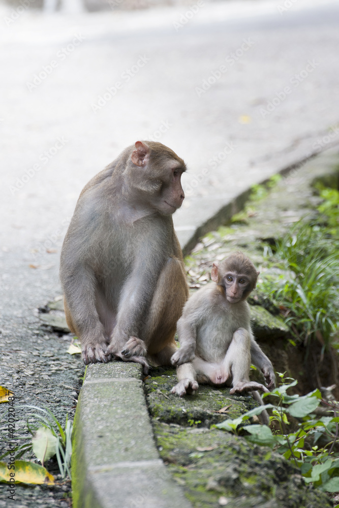Baby mankey and mother rest on roadside in Hong Kong