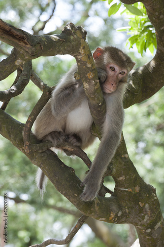 Wild macaque on treetop. Shot in Hong Kong © leeyiutung