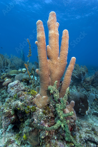 Coral reef Pillar corals (Dendrogyra cylindricus)