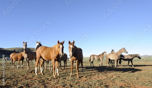 Fototapeta Naklejka Na Ścianę i Meble -  Arabian Horses brood herd