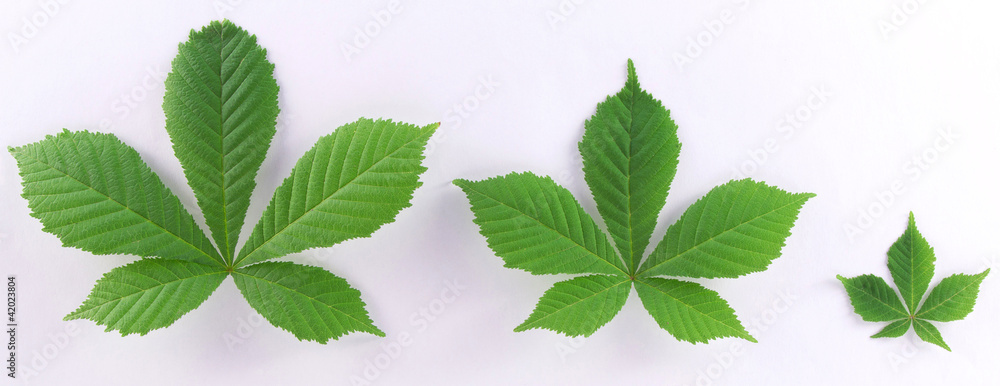 Set of green leaves different sizes Set of green leaves different sizes