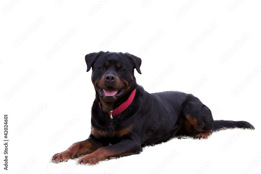 Obraz premium Hundesport4