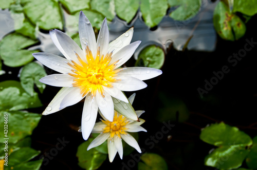 Whte lotus flower