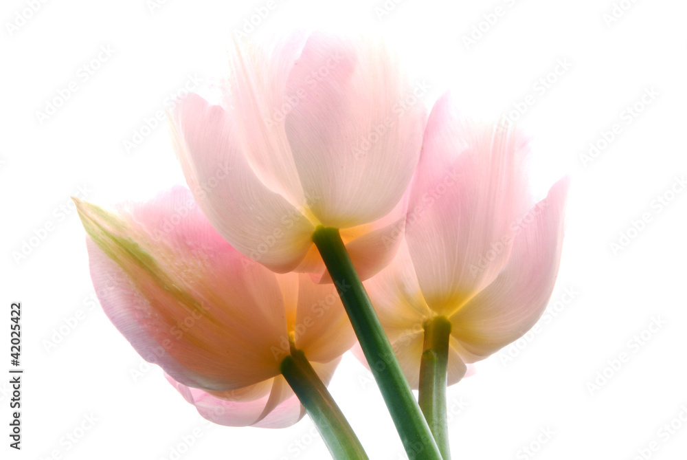 Naklejka premium pink tulips