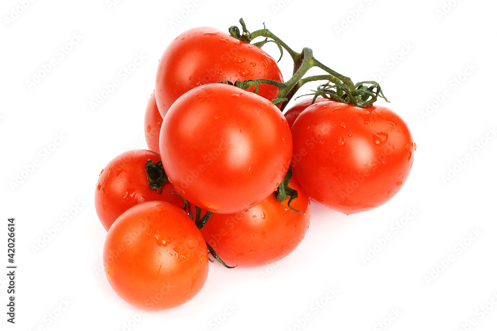 Tomatoes with water drops on white background Tomatoes with water drops on white background