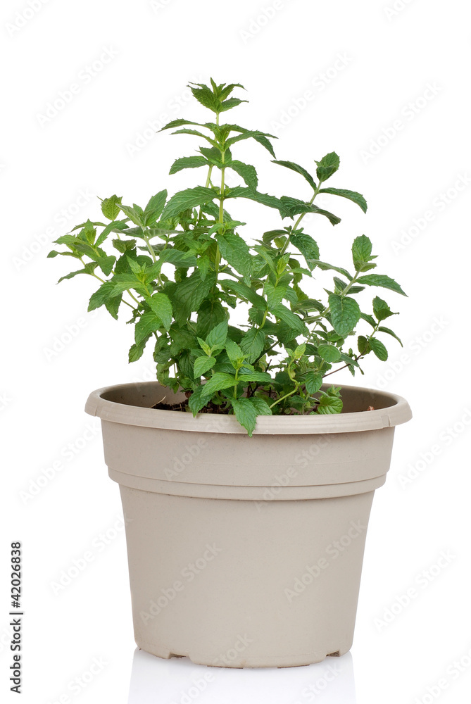 Mint herb in a pot