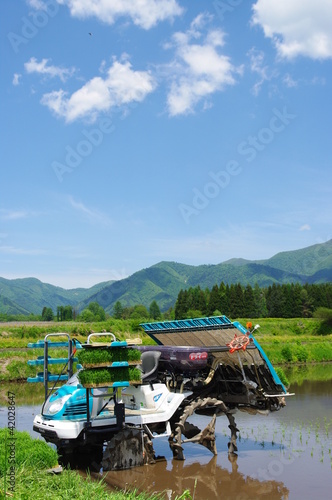 田植え