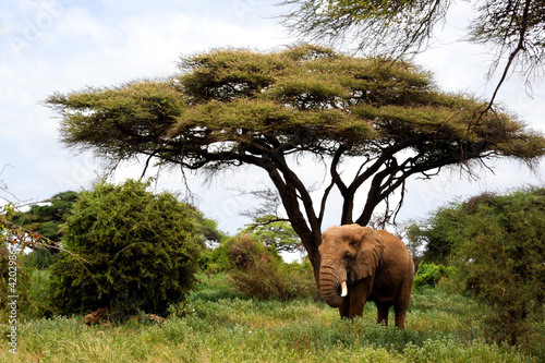 African elephants in Masai Mara near the tree