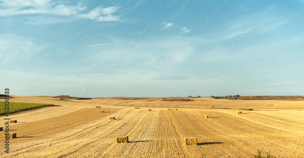 Wheat harvest in Spain a