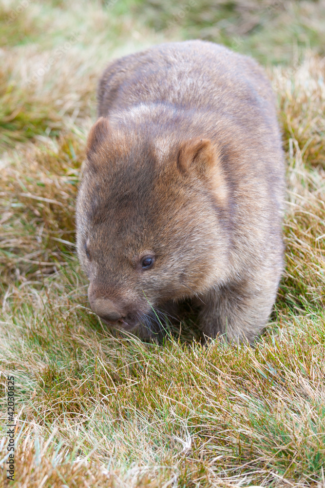 Fototapeta premium wombat