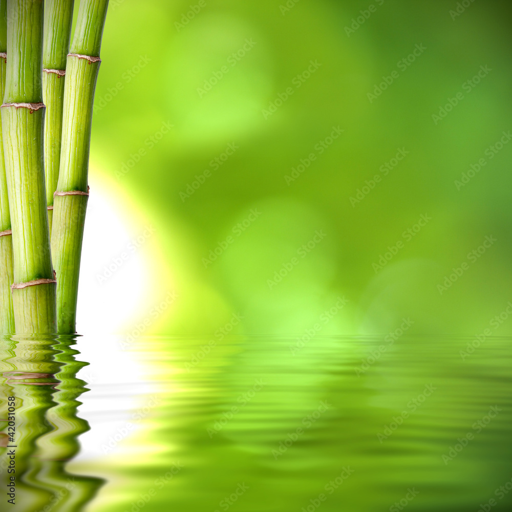 Obraz premium troncos de bambú verde sobre el agua