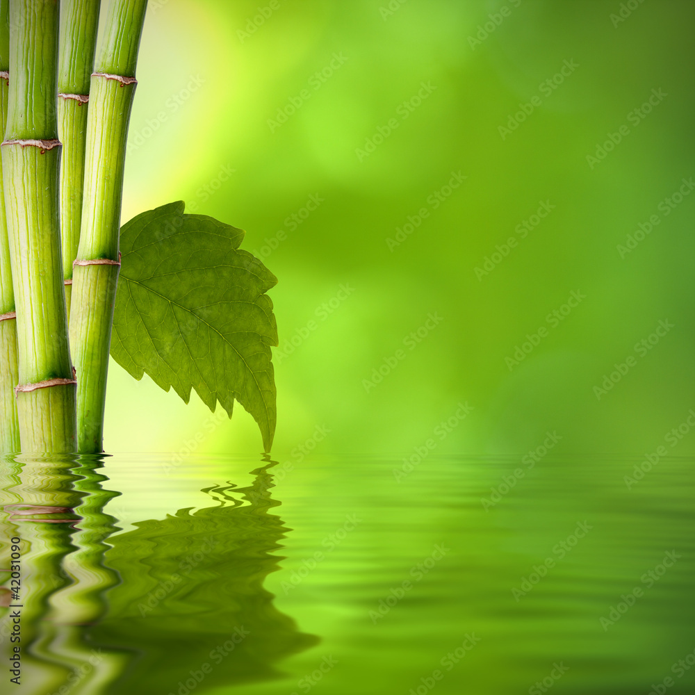 Naklejka premium bambú con hoja verde frente al agua