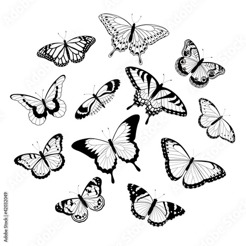 Photography Black and white butterflies