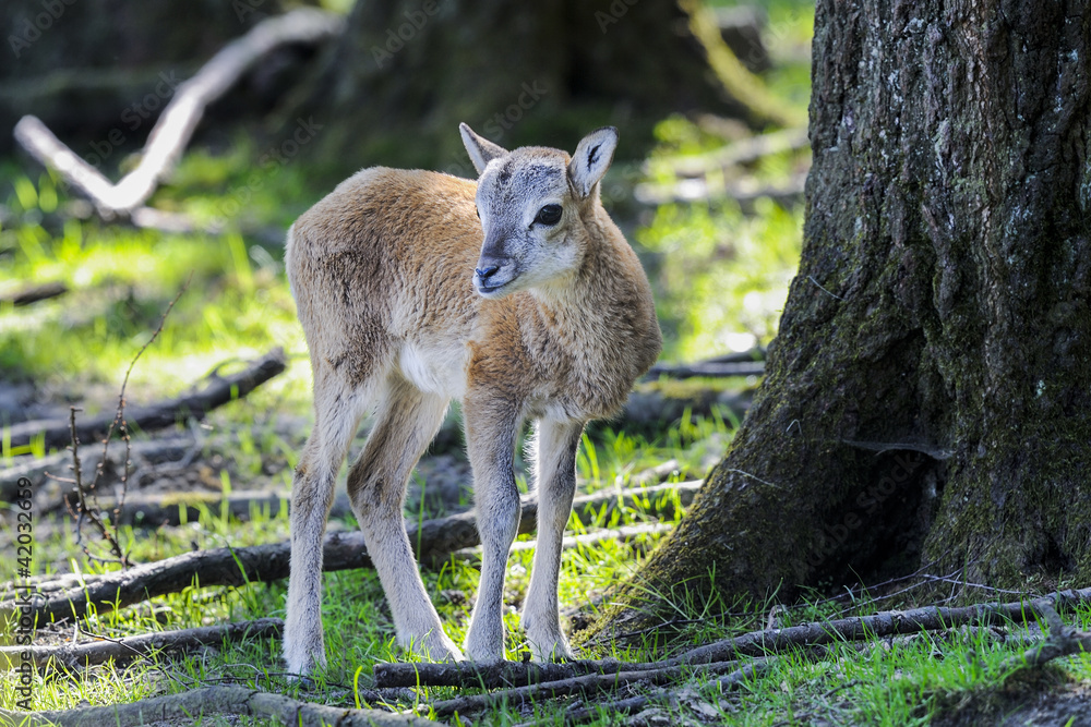 mouflon, ovis aries mouflon, ovis aries