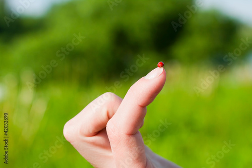 Ladybird  on the  finger