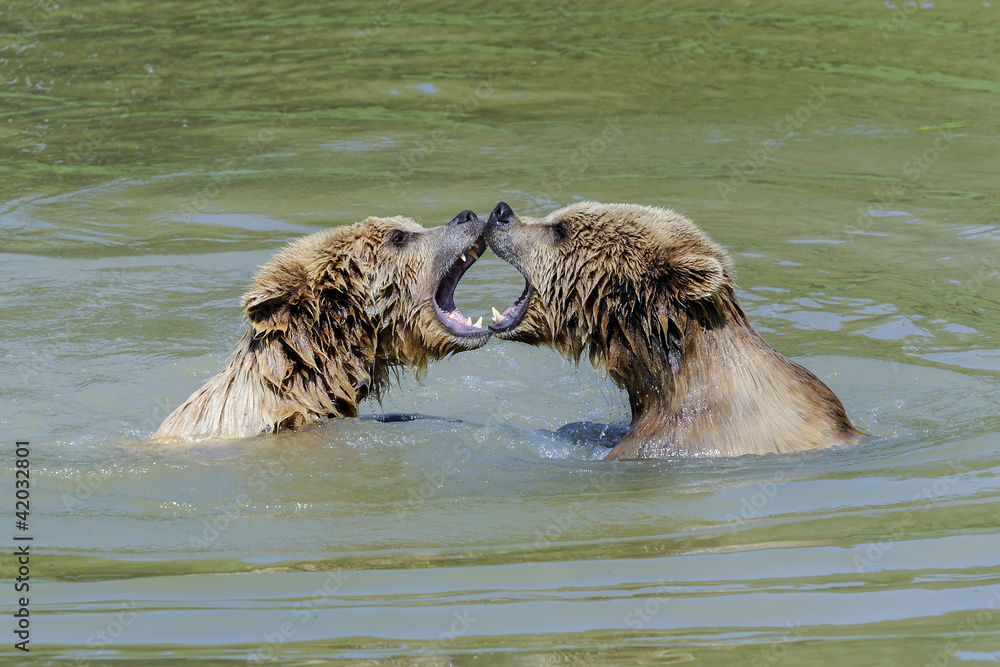 Obraz premium brown bear, ursus arctos