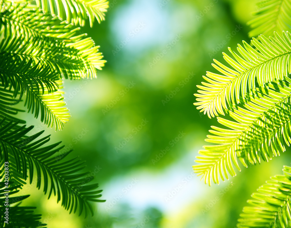 Fototapeta premium Coniferous background