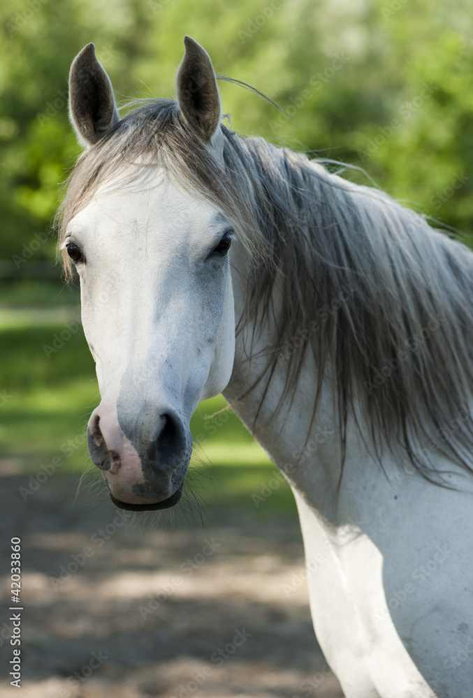 Naklejka premium portret