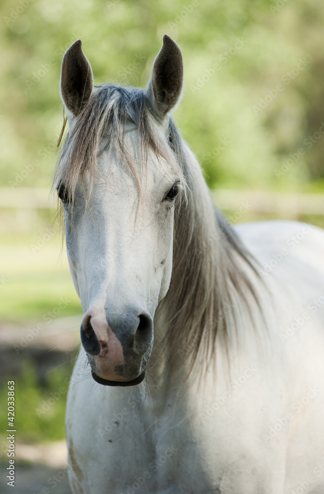 Fototapeta premium Nice horse